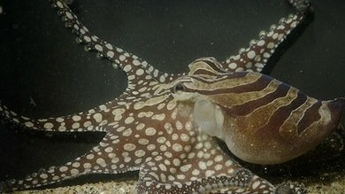 Video: Gran pulpo pacífico rayado se presenta en sociedad mundialmente