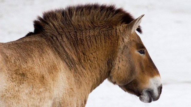 Descifran el ADN de un caballo de 700.000 años, el más antiguo hallado hasta ahora