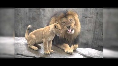 El rey león no deja que sus hijas se le suban a las barbas