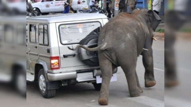Dos elefantes salvajes siembran el pánico en la India