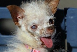 Un concurso a cara de perro: California elige al chucho más feo del planeta