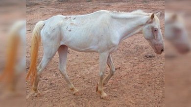 Texas: los 'cowboys' se bajan del caballo