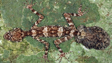 Mundo perdido: descubren tres nuevas especies de animales en Australia