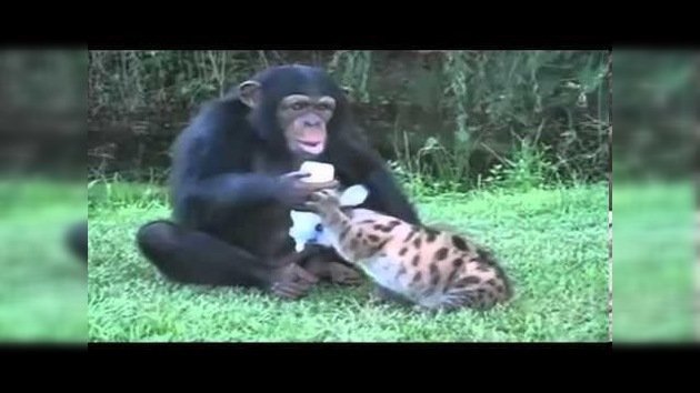 Tierna naturaleza: Un chimpancé alimenta con biberón a un lince