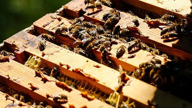 Las abejas en EE.UU. mueren por parásitos y un raro virus israelí