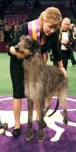 Los perros mejores y más bonitos de EE.UU.