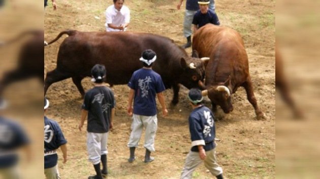 Las peleas de toros ganan popularidad en Japón