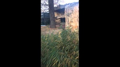 Los riesgos de grabar a un gorila ‘a tiro de piedra’