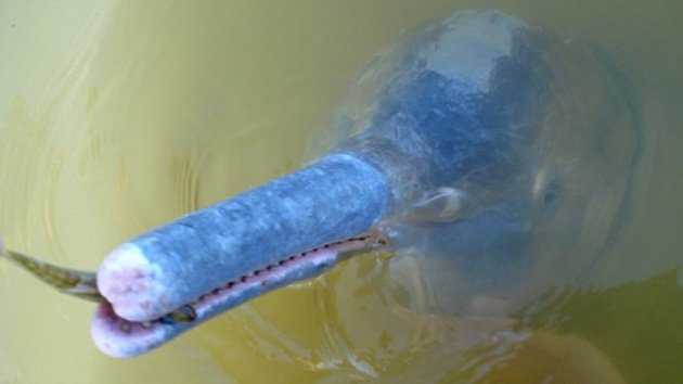 Descubren una nueva especie de delfines en un río de Brasil