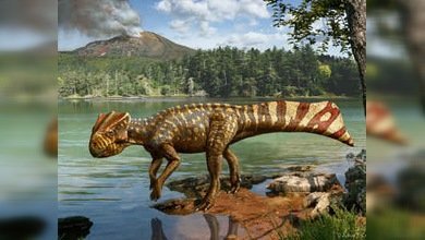 Fue descubierto un nuevo tipo de dinosaurio