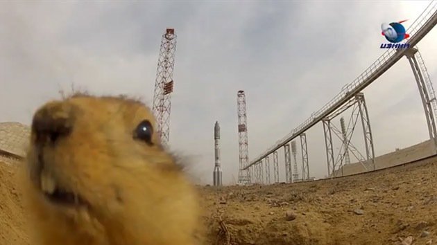 VIDEO: El cosmódromo mira al cielo... y al roedor bajo tierra