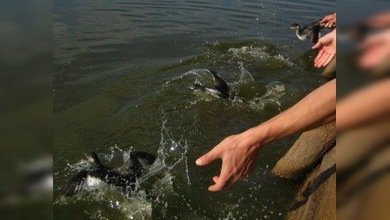 Miles de aves se precipitan contra el pavimento en Utah