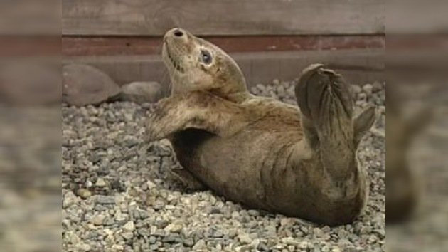 Un cachorro de foca herido, rescatado por los habitantes de una isla