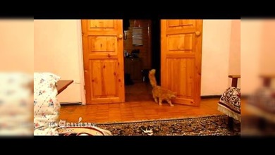 Un gato aterrado por el sonido del salto de Mario Bros