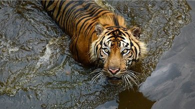 El virus del moquillo canino mata a tigres, pandas y leones en la India