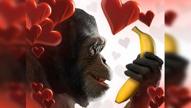 Los 'juguetes' sexuales, ¿sólo para los humanos?