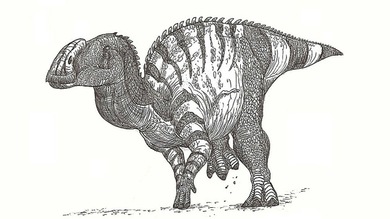 México halla fósiles de un dinosaurio narigudo