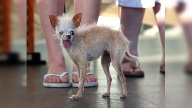 Un concurso a cara de perro: California elige al chucho más feo del planeta