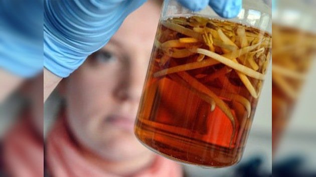 Alemania confirma E.coli en semillas, pero los alemanes siguen absteniéndose de pepinos