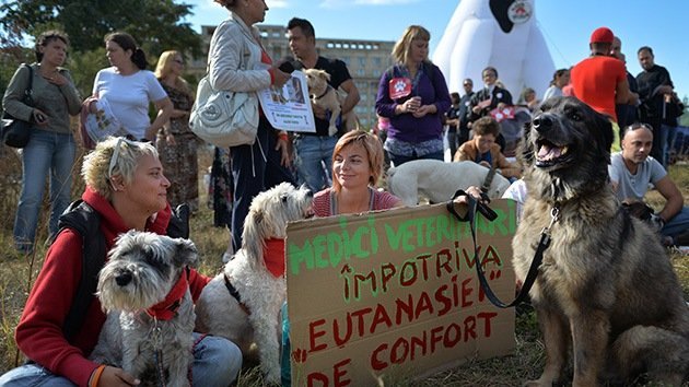 Fotos: Protestas en Rumanía por la autorización de matar a los perros callejeros