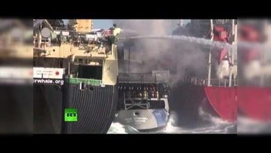 Antártida: Pequeño barco de Sea Shepherd se enfrenta a cazadores de ballenas japoneses