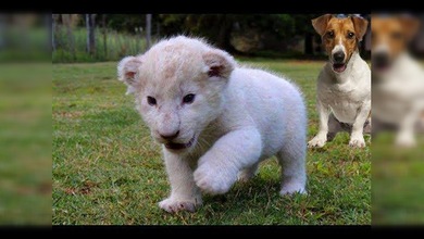 Primeros juegos de un cachorro de león blanco con sus ‘amigos’ los perros