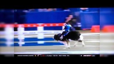 Un mono jinete cabalga en el lomo de un perro