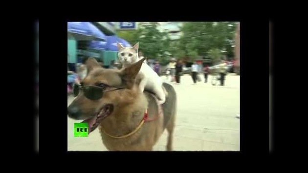 Un perro 'lleva a caballito' a una gatita en China