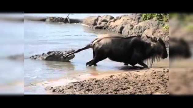 Entre la vida y la muerte: un ñu trata de librarse de las fauces de un cocodrilo