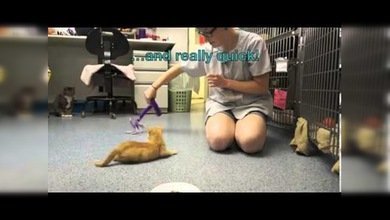 El gatito con las patas del revés ya puede caminar