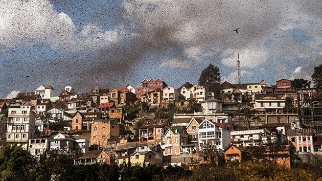 'Plaga de proporciones bíblicas': Millones de langostas invaden el cielo de Madagascar