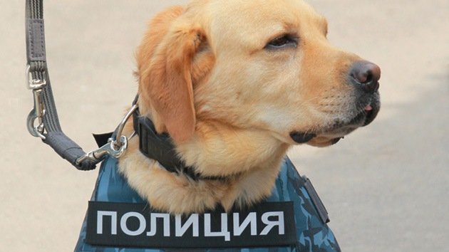 La Policía desmiente haber encontrado una bomba cerca del aeropuerto de Domodédovo de Moscú