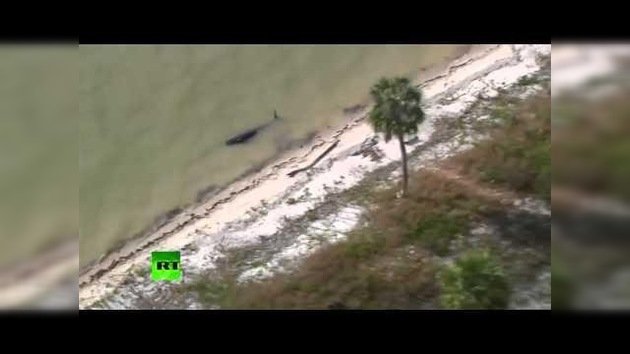 Video: Muerte masiva de ballenas piloto en Florida