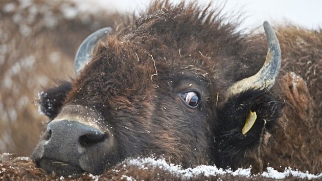 Científicos: Por qué preocuparse por una catástrofe, "los bisontes de Yellowstone solo jugaban"
