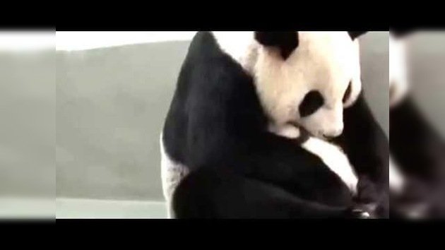 ‘Abrazo de oso’ a bebé panda
