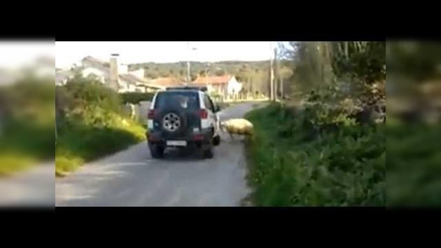 Un carnero enfurecido ataca un vehículo de la Guardia Civil