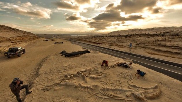 Aclaran el misterio de un cementerio prehistórico de ballenas en Chile