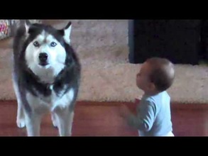 Tierna imitación de un bebé hecha por un husky