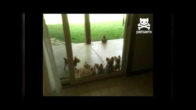 El ‘gato con llaves’ deja entrar a unos cachorros a la casa
