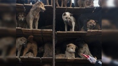 Cancelan un festival gastronómico chino de recetas de carne canina