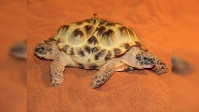 Exhiben en Kiev una tortuga mutante de dos cabezas