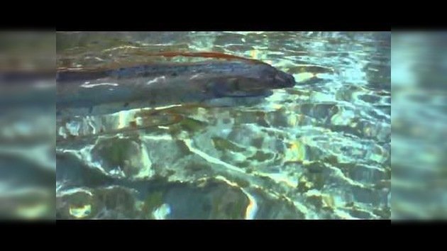 El pez más largo del mundo aparece nadando cerca de una playa en México