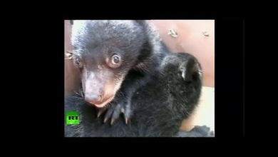En China encontraron dos oseznos gemelos abandonados por su madre
