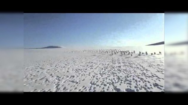 Naturaleza salvaje: decenas de liebres en estampida por la nieve