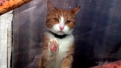 Trate de no llorar viendo al gato más triste diciendo 'adiós' a su amo