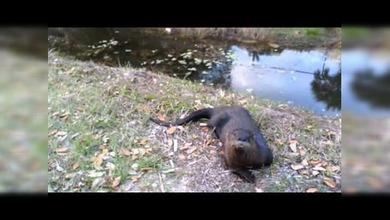 La nutria-perro: un cachorro de esta especie juega como una mascota