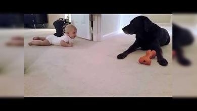 Encuentro de un bebé y un labrador que derrite corazones