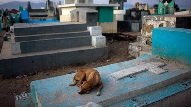 Trágica muerte de un perro argentino que pasó 9 años junto a la tumba de su dueño