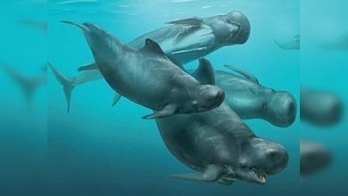 Hallado un delfín prehistórico con una cabeza de forma de balón