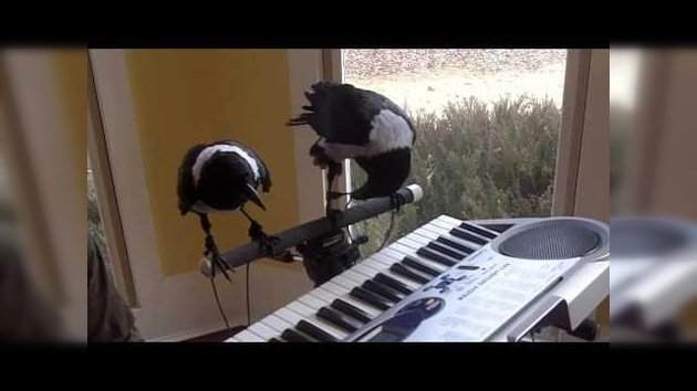 Cría cuervos…y tocarán el piano